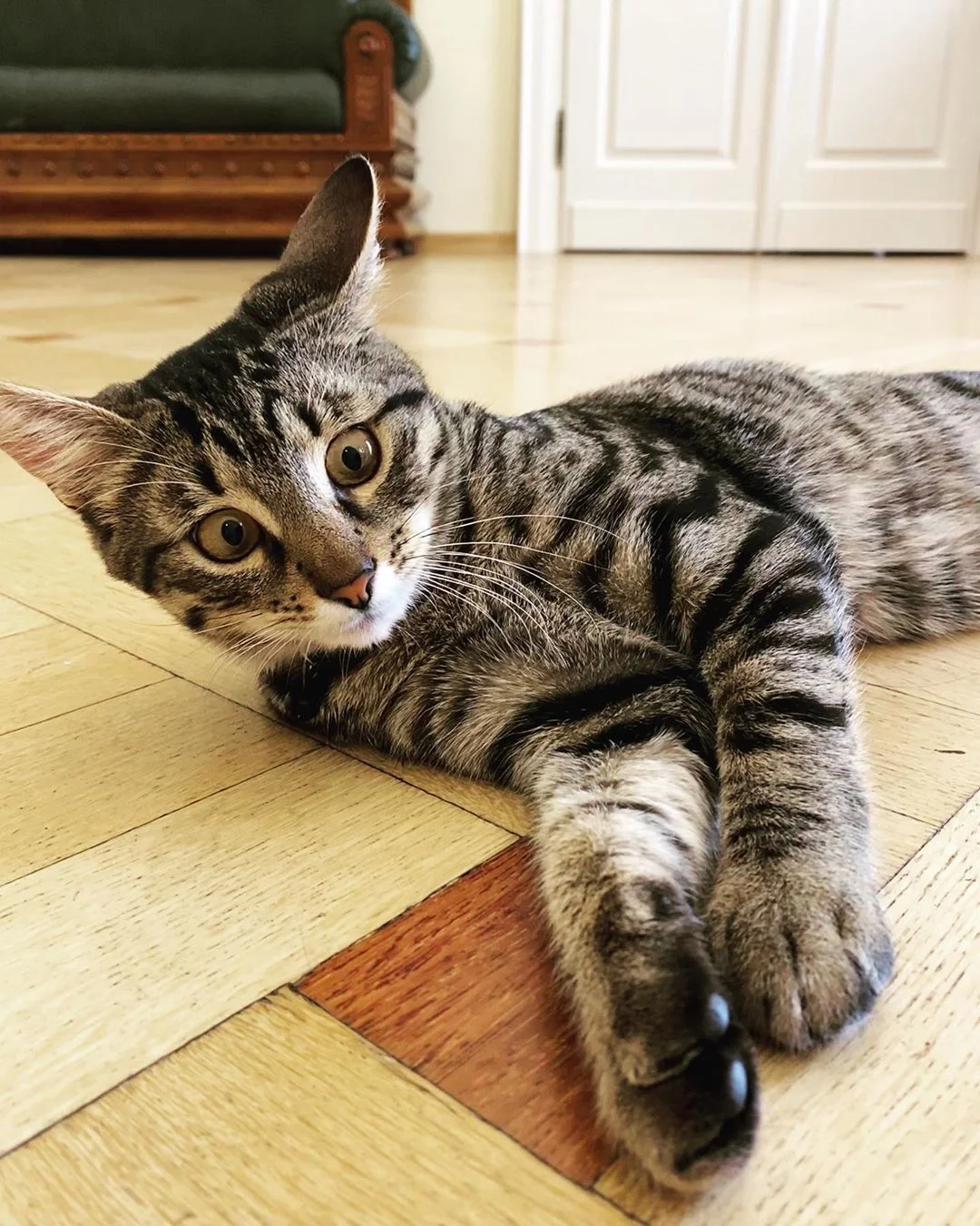 Кіт зі Львова підкорює Instagram і шукає господарів для своїх друзів - фото 491891