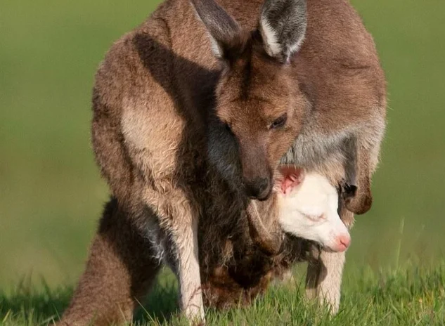 У Австралії народився кенгуру-альбінос, і він наче з іншої реальності - фото 491933