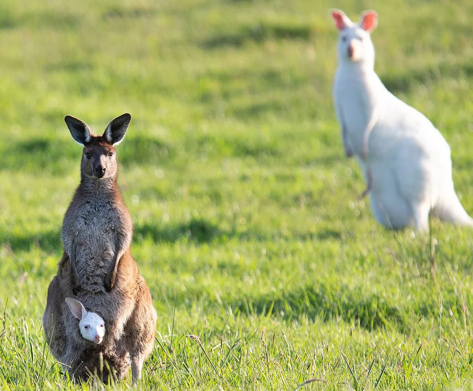 У Австралії народився кенгуру-альбінос, і він наче з іншої реальності - фото 491935