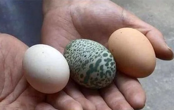 В Китае обычная курица снесла яйцо с цветным узором - фото 492007