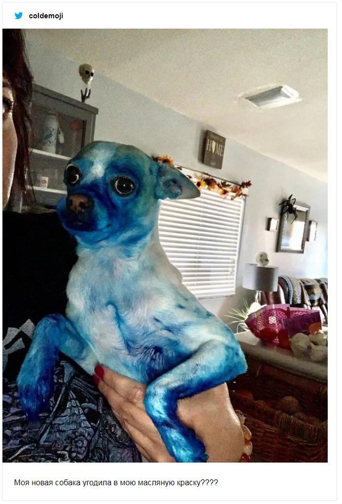 Пес испачкался в синей краске и стал живым произведением искусства – мемы не остановить - фото 492430