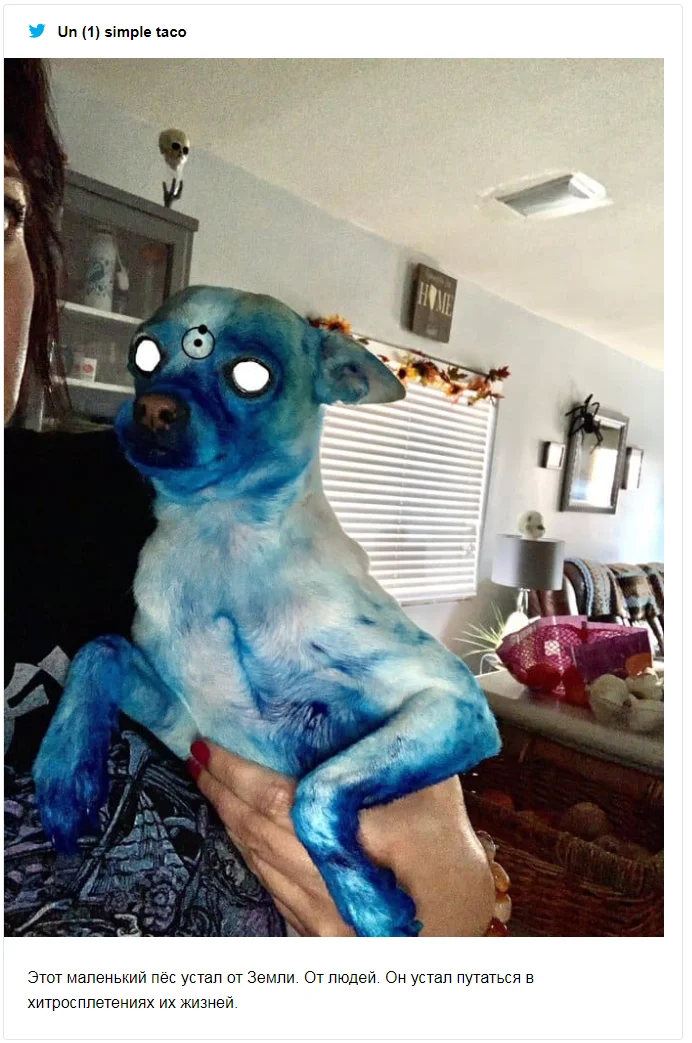 Пес испачкался в синей краске и стал живым произведением искусства – мемы не остановить - фото 492432