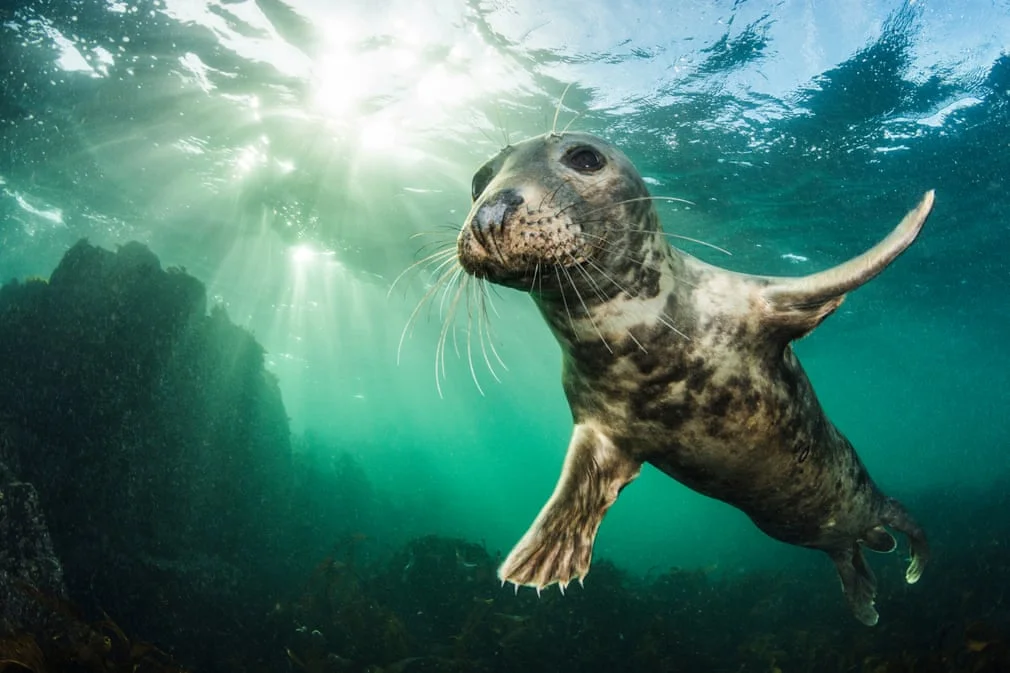 British Wildlife Photography Awards показал лучшие фотографии природы за 10 лет - фото 492767