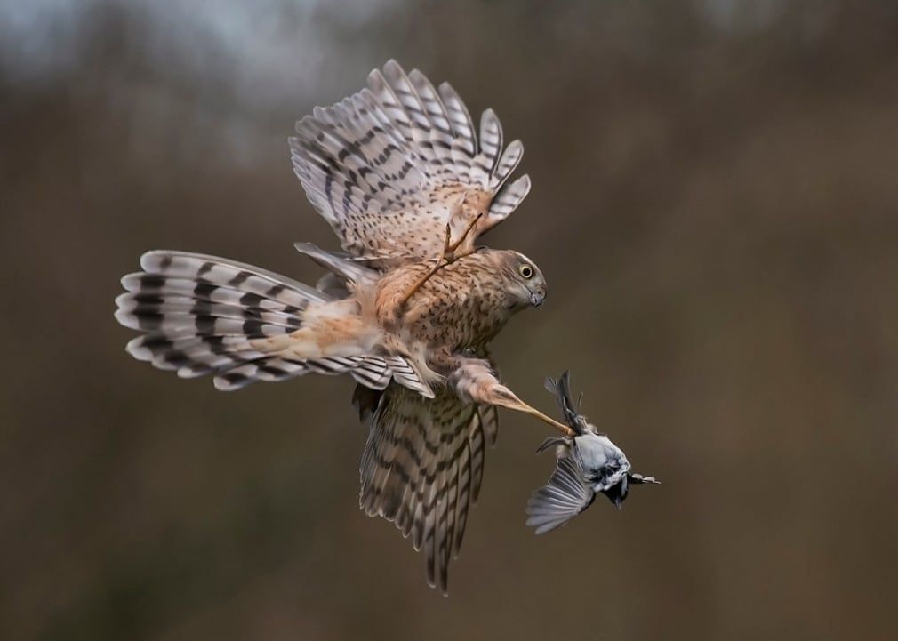 British Wildlife Photography Awards показал лучшие фотографии природы за 10 лет - 492768 British Wildlife Photography Awards показал лучшие фотографии природы за 10 лет - фото 492768