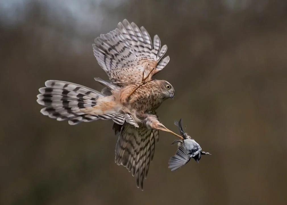 British Wildlife Photography Awards показал лучшие фотографии природы за 10 лет - фото 492768