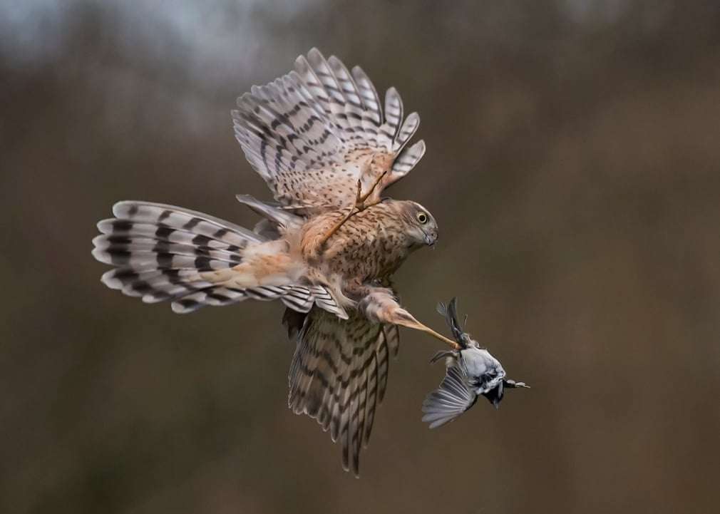 British Wildlife Photography Awards показав найкращі фотографії природи за 10 років - фото 492768