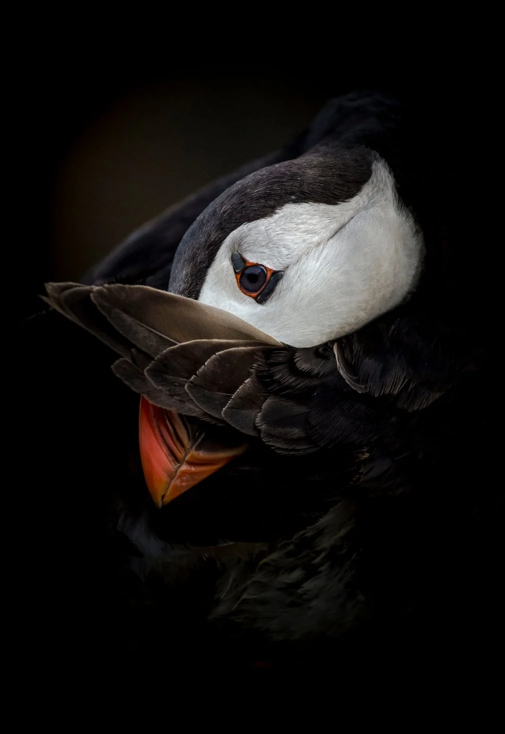 British Wildlife Photography Awards показал лучшие фотографии природы за 10 лет - фото 492769