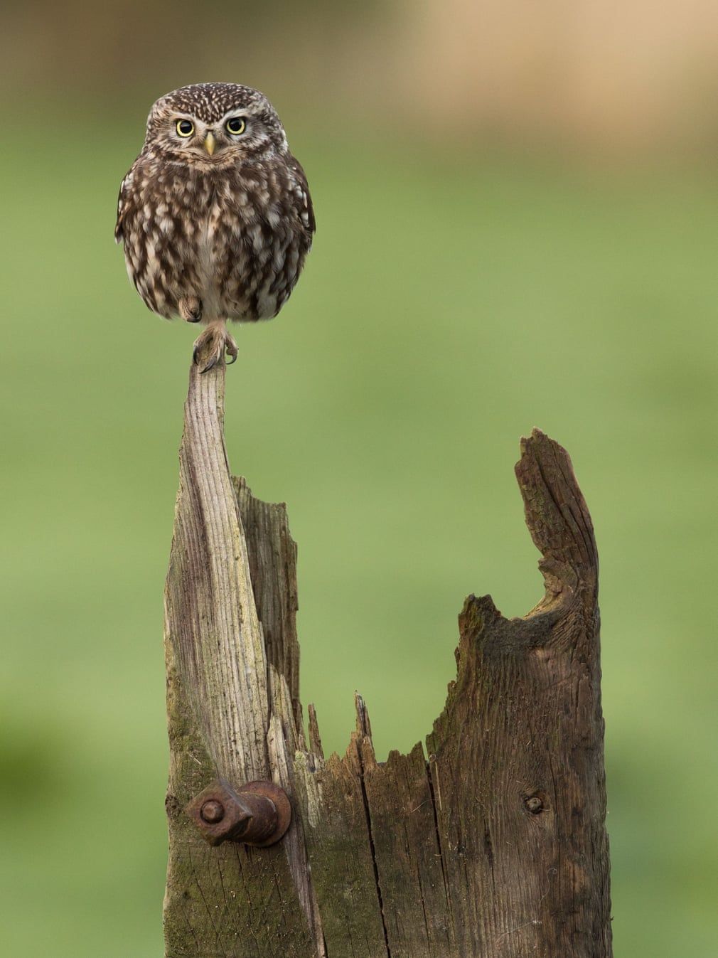British Wildlife Photography Awards показал лучшие фотографии природы за 10 лет - 492771 British Wildlife Photography Awards показал лучшие фотографии природы за 10 лет - фото 492771