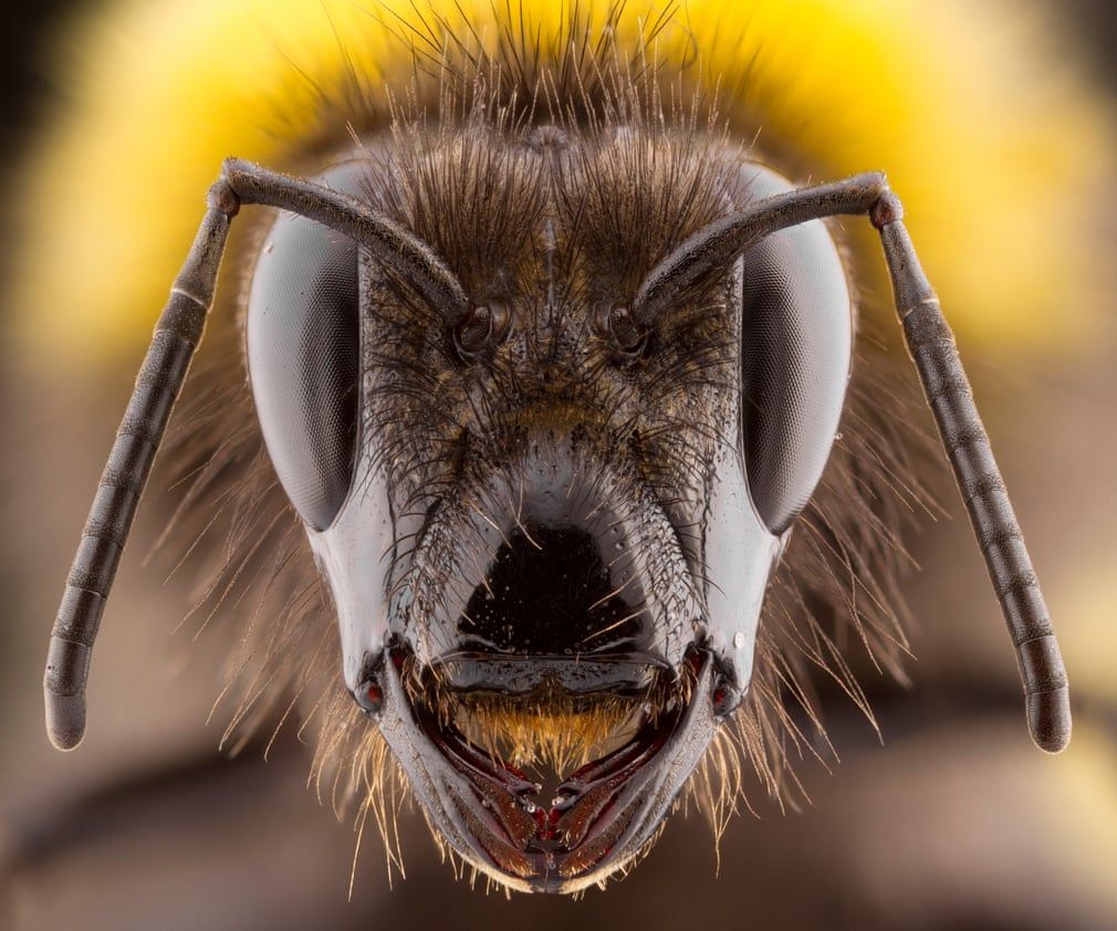 British Wildlife Photography Awards показал лучшие фотографии природы за 10 лет - 492772 British Wildlife Photography Awards показал лучшие фотографии природы за 10 лет - фото 492772