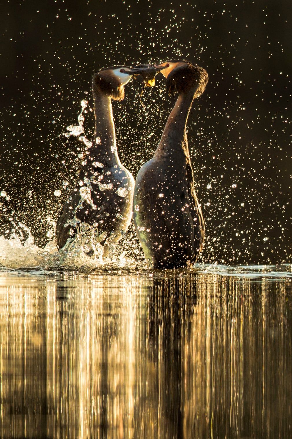 British Wildlife Photography Awards показал лучшие фотографии природы за 10 лет - 492774 British Wildlife Photography Awards показал лучшие фотографии природы за 10 лет - фото 492774