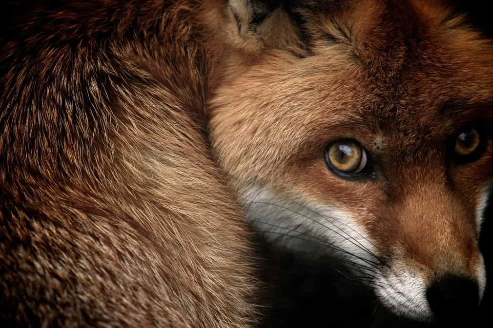 British Wildlife Photography Awards показал лучшие фотографии природы за 10 лет - фото 492775