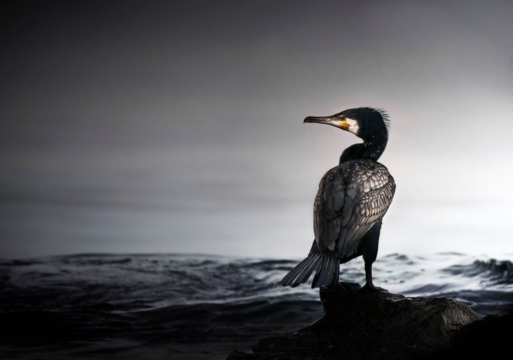 British Wildlife Photography Awards показал лучшие фотографии природы за 10 лет - 492776 British Wildlife Photography Awards показал лучшие фотографии природы за 10 лет - фото 492776