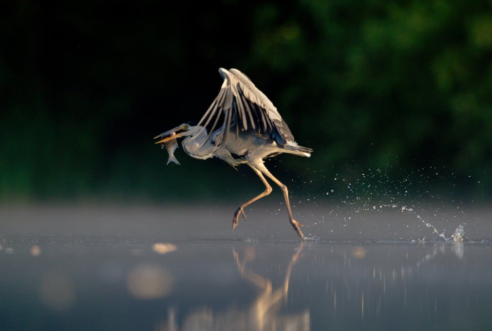 British Wildlife Photography Awards показал лучшие фотографии природы за 10 лет - 492778 British Wildlife Photography Awards показал лучшие фотографии природы за 10 лет - фото 492778