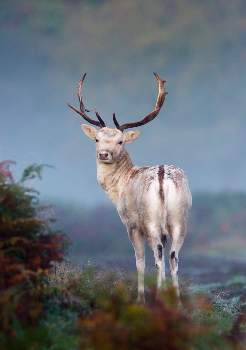 British Wildlife Photography Awards показал лучшие фотографии природы за 10 лет - 492779 British Wildlife Photography Awards показал лучшие фотографии природы за 10 лет - фото 492779