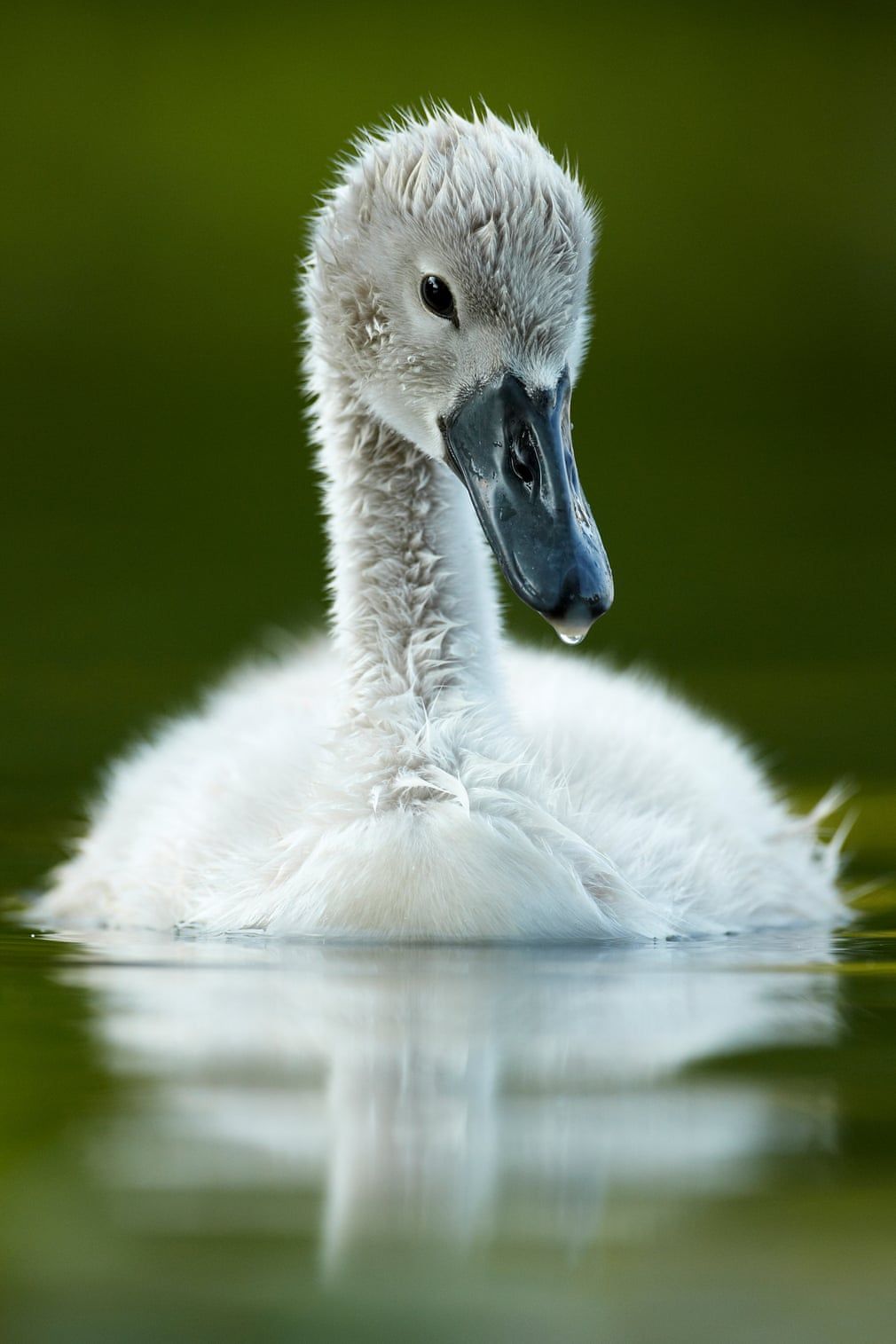 British Wildlife Photography Awards показал лучшие фотографии природы за 10 лет - 492780 British Wildlife Photography Awards показал лучшие фотографии природы за 10 лет - фото 492780