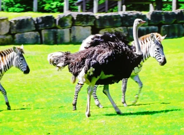 Британский страус вызвал в сети фурор, потому что считает себя зеброй - фото 492876