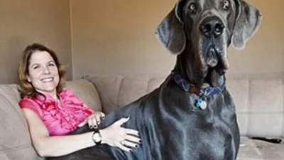 Самым крупным псом на Земле признан 110 - килограммовый датский дог Джордж