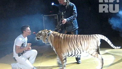 В Воронеже Сергей Лазарев целовался с тигром братьев Запашных