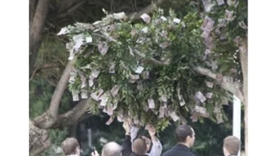 В Австралии появилось "денежное дерево"