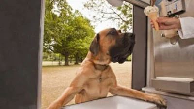 В британских парках начнут продавать мороженое для собак