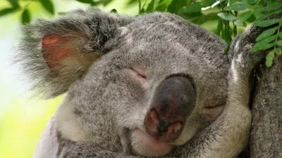 Австралия предлагает работу для ловцов коал