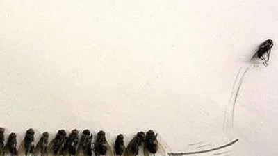 В Запорожье художник создал серию картин из мух