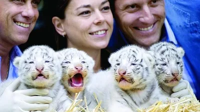 У зоопарку народилися четверо білих тигренят