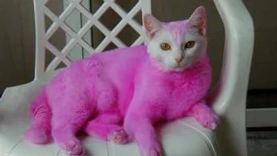 Розовый кот - мечта блондинки