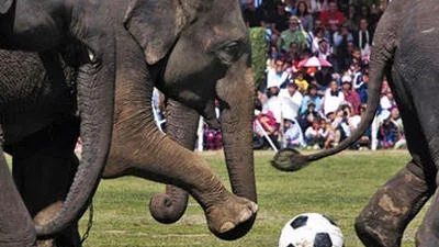 Слоны сыграли в футбол