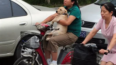 В Китае рекордное количество домашних собак
