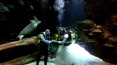 Польская подводная свадьба попала в книгу рекордов Гиннеса 