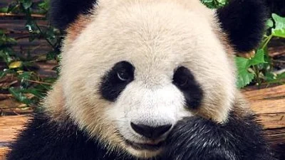 Китайцы хотят сделать чай из экскрементов панды 