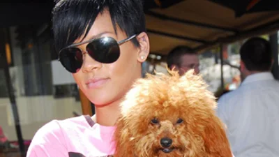 Рианна ходит на шопинг с собачкой