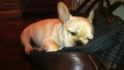 Семейство Бекхемов обожает бульдогов