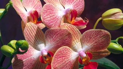 Самый дорогой цветок в мире стоит 5 тыс. долларов