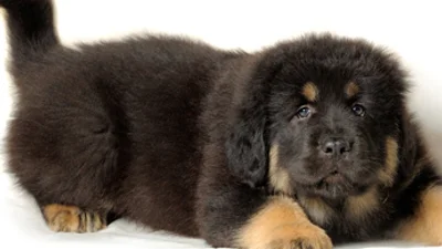 Самая дорогая собака в мире стоит 1,5 млн
