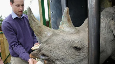 Принц Уильям накормил носорога