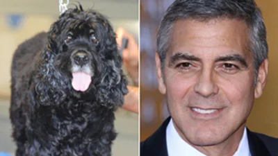 Собака Джорджа Клуни ходит в спа-салоны