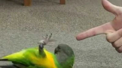 Обученый попугай