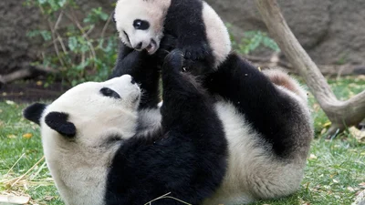 Будь здорова, панда!