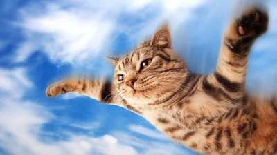 Кот научился летать