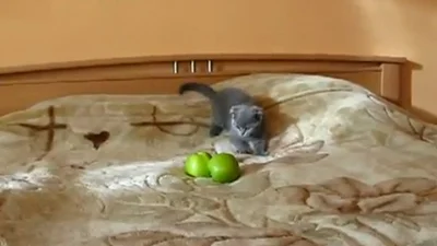 Кот охотится на яблоки