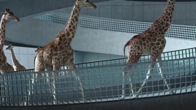 Жирафы-акробаты прыгают в воду