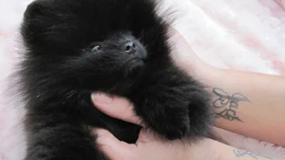 Келли Осборн спасает собак