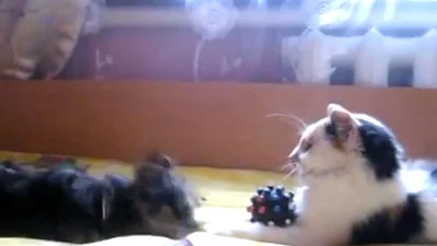 Трусливая собака пытается играть с котом