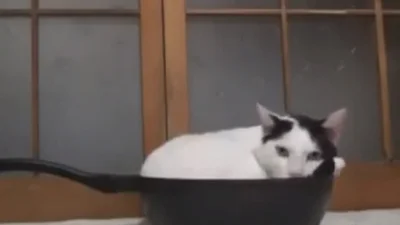 Кот не хочет делиться едой
