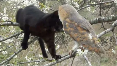 Кот и сова – лучшие друзья