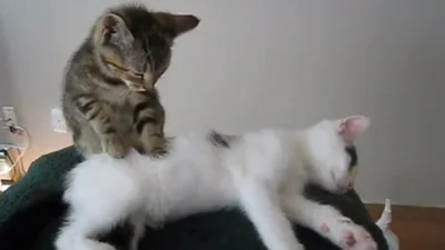 Кот – лучший в мире массажист