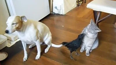 Ворона научилась кормить кота и собаку