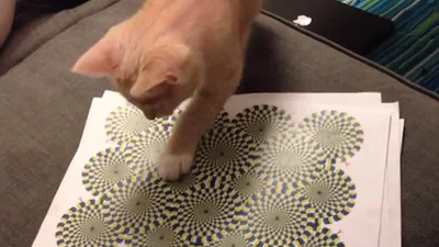 Кот в шоке от оптических иллюзий